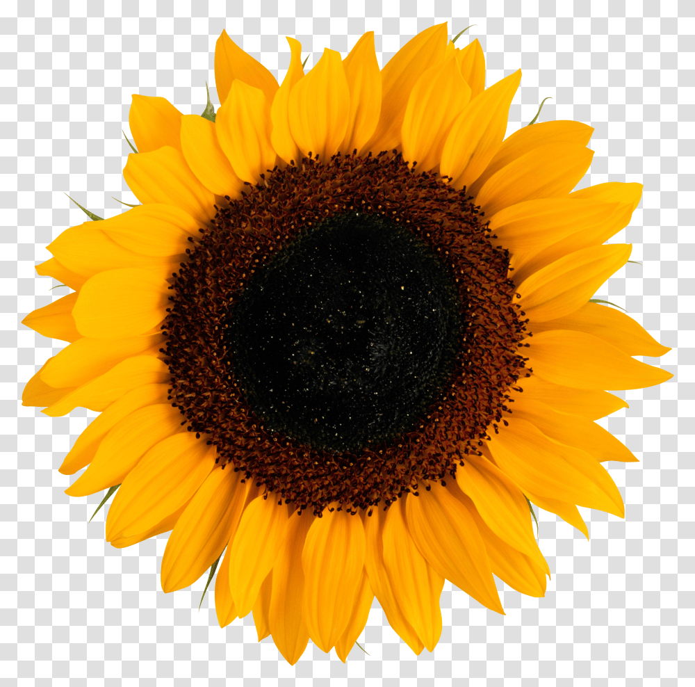 Sunflower Image Download Free Vector Sunflower Transparent Png