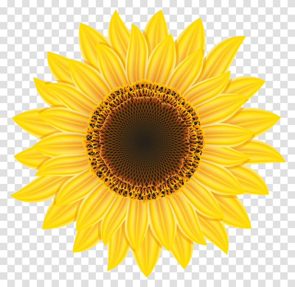 Sunflower Image For Free Download Sun Sunflower Clip Art, Plant, Blossom Transparent Png