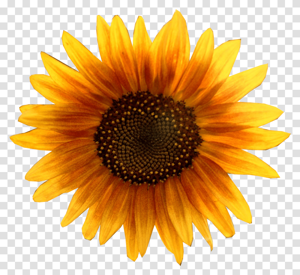 Sunflower Image For Free Download Sunflower Head, Plant, Blossom, Daisy, Daisies Transparent Png