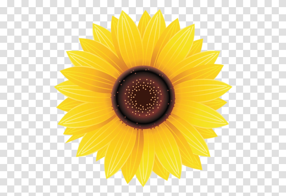 Sunflower Image Free Searchpng Sun Flower, Plant, Blossom Transparent Png