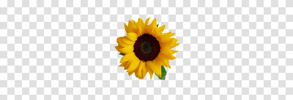 Sunflower Image, Plant, Blossom Transparent Png