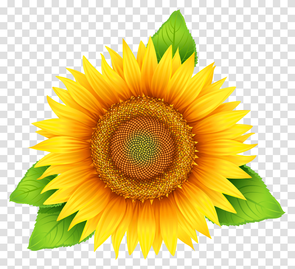 Sunflower Image Purepng Free Cc0 Sunflower Clipart With Leaves, Plant, Blossom Transparent Png