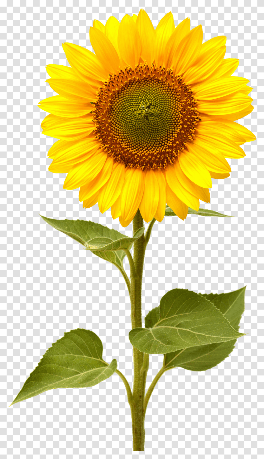 Sunflower Image Purepng Free Cc0 Sunflower, Plant, Blossom, Petal Transparent Png