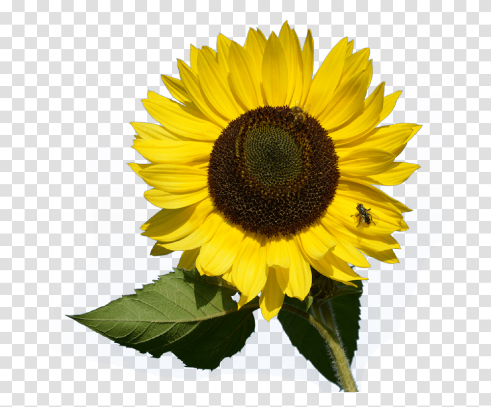 Sunflower Image Purepng Free Cc0 Wild Sunflower, Plant, Blossom, Honey Bee, Insect Transparent Png