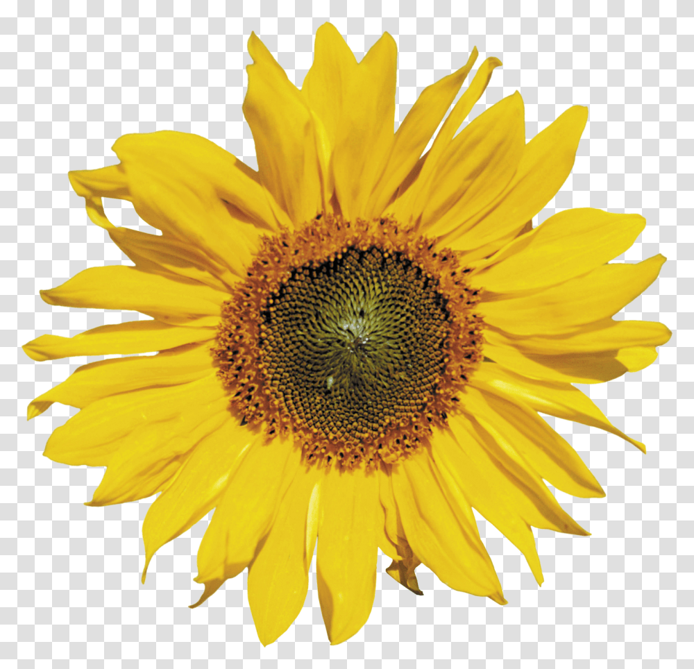 Sunflower Image Subflower Background, Plant, Blossom Transparent Png
