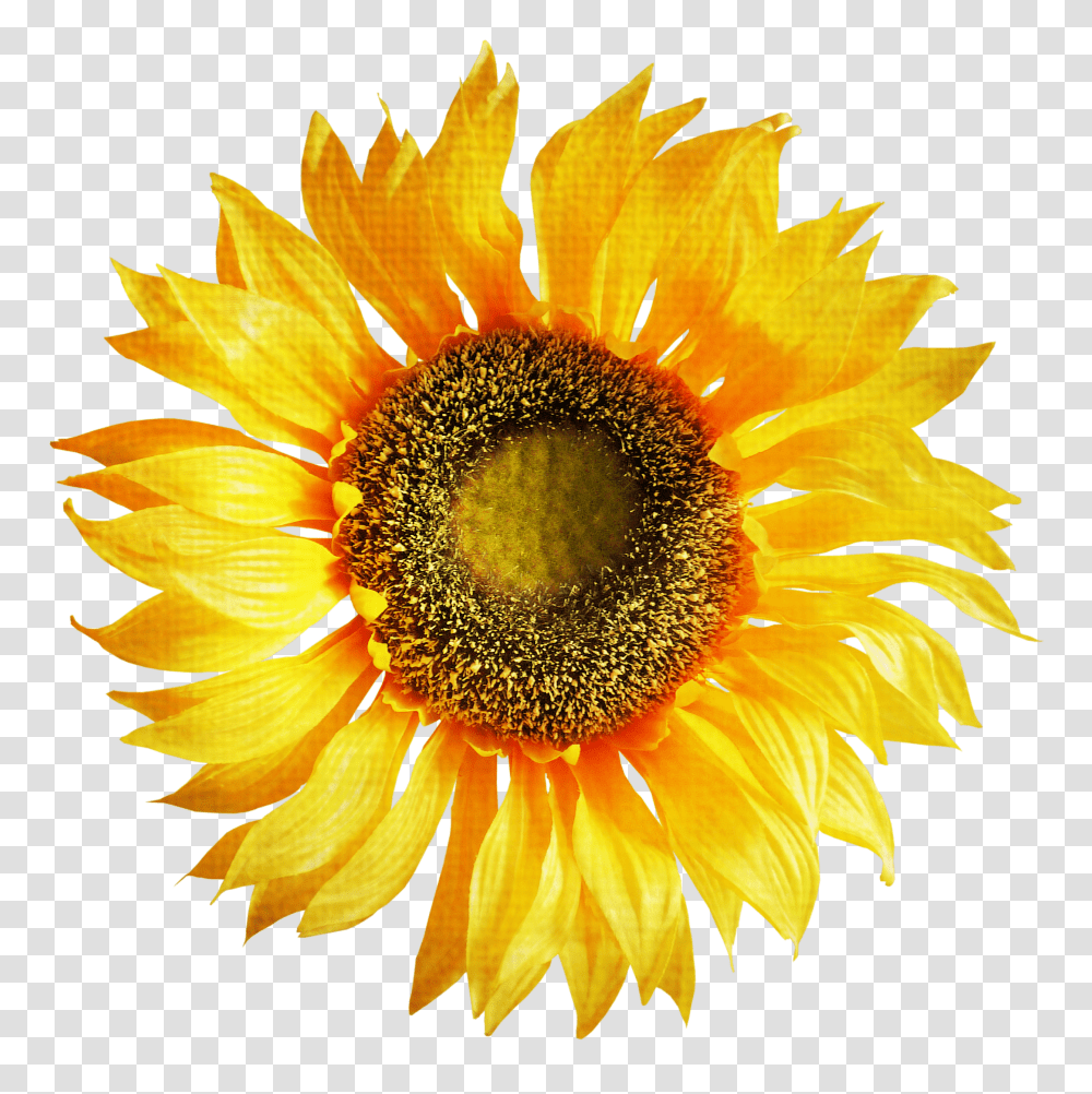 Sunflower Image Sunflower Hd Transparent Png