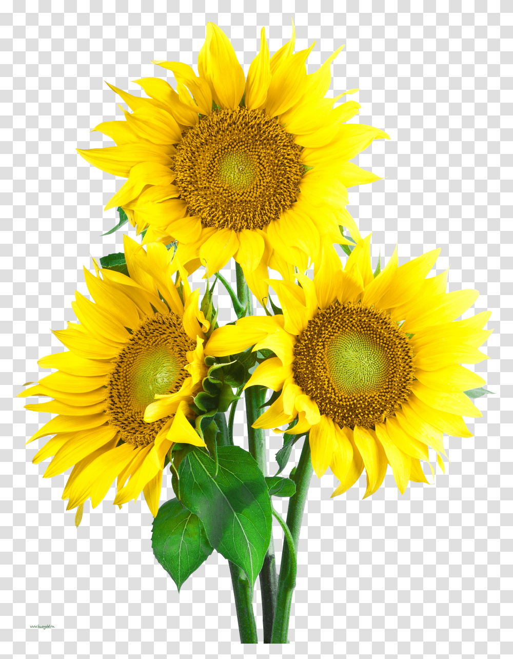Sunflower Image With Transpa Background Transparent Png