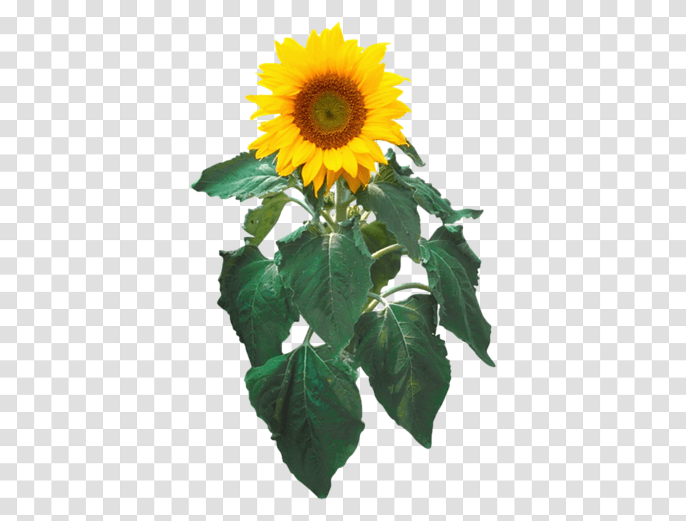 Sunflower Images Background, Plant, Blossom, Flower Arrangement Transparent Png