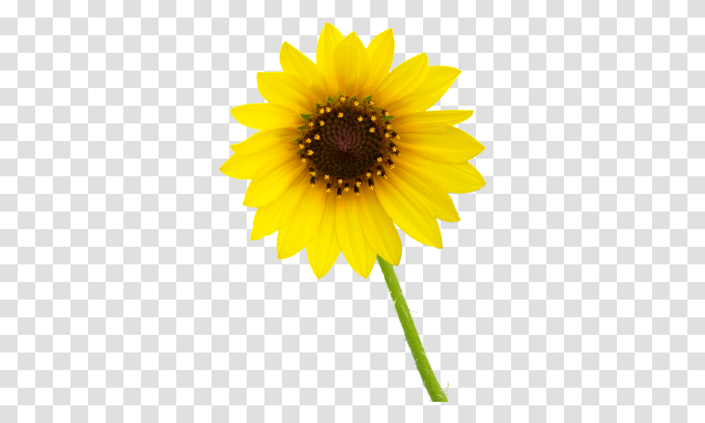 Sunflower Images Background Single Flower Hd, Plant, Blossom, Daisy, Daisies Transparent Png