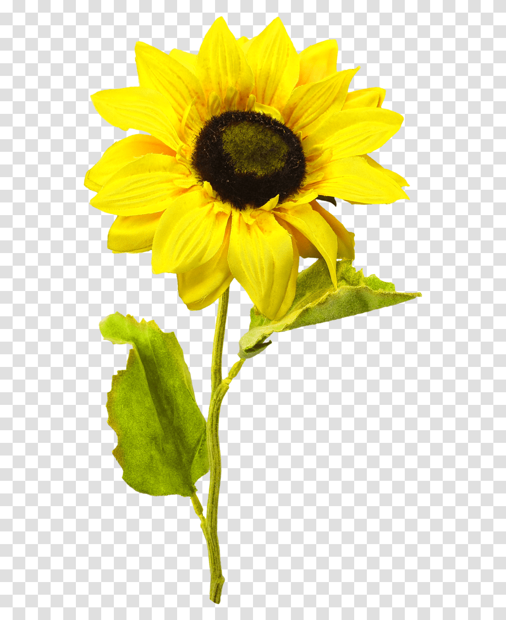 Sunflower Images Background Sunflower, Plant, Blossom, Daffodil, Honey Bee Transparent Png