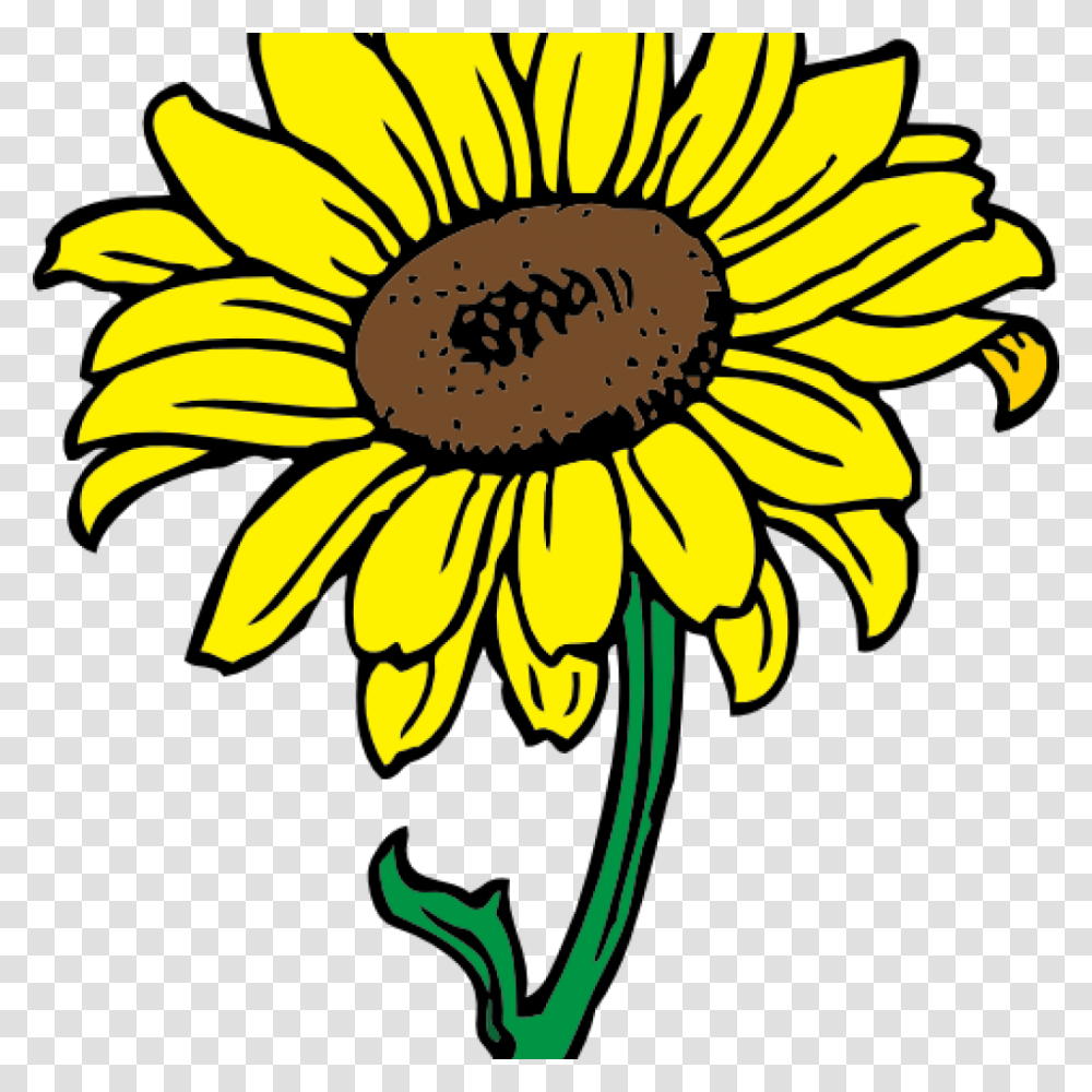 Sunflower Images Clip Art Bear Clipart House Clipart Online Download, Plant, Blossom, Daisy, Daisies Transparent Png