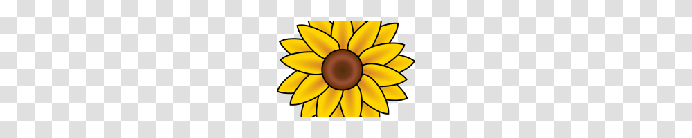 Sunflower Images Clip Art Bear Clipart House Clipart Online Download, Plant, Blossom, Petal, Daisy Transparent Png