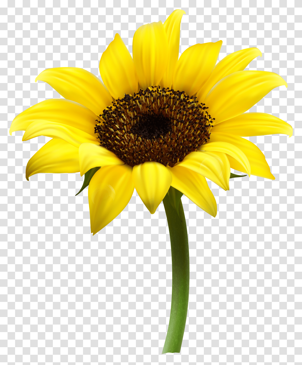 Sunflower Images Free Download Sunflower With No Background, Plant, Blossom, Daisy, Daisies Transparent Png