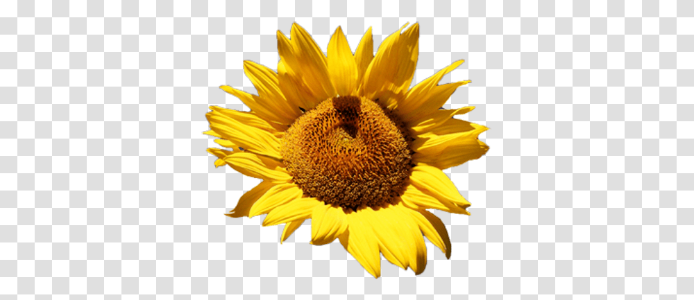 Sunflower Images Free Pngs Common Sunflower, Plant, Blossom Transparent Png