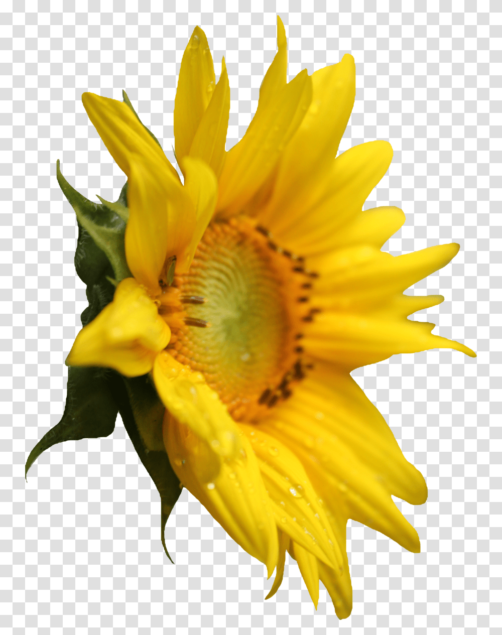 Sunflower Images Sunflower Side View, Plant, Blossom, Daisy, Daisies Transparent Png