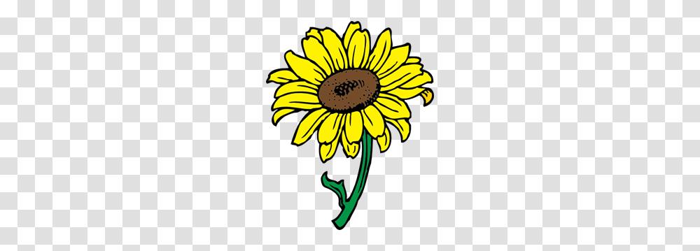 Sunflower In Color Clip Arts For Web, Plant, Blossom, Daisy, Daisies Transparent Png
