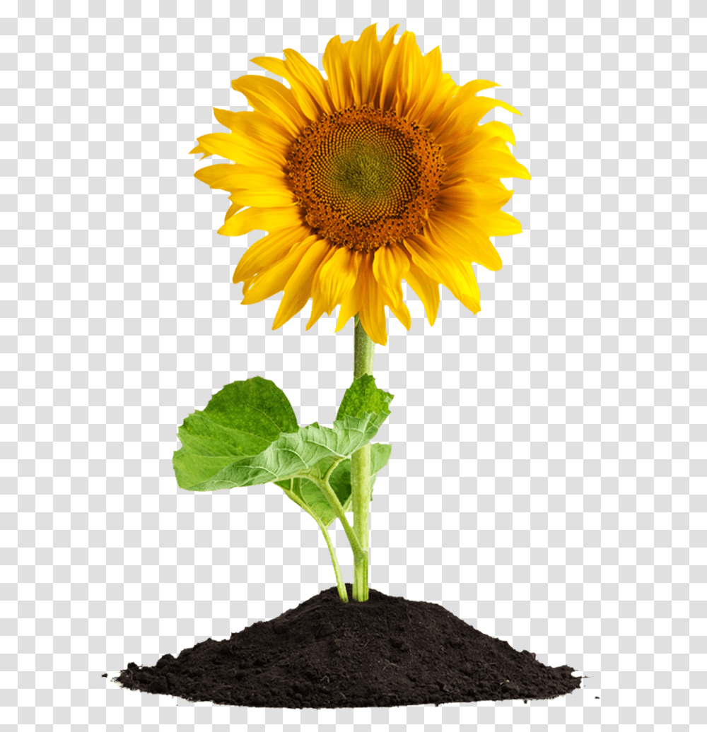 Sunflower In Soil, Plant, Blossom Transparent Png