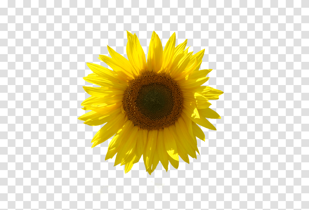 Sunflower Isolated Girassol Em Fundo Transparente, Plant, Blossom Transparent Png