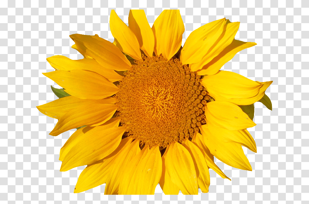 Sunflower Isolated Object Yellow Object, Plant, Blossom, Treasure Flower Transparent Png