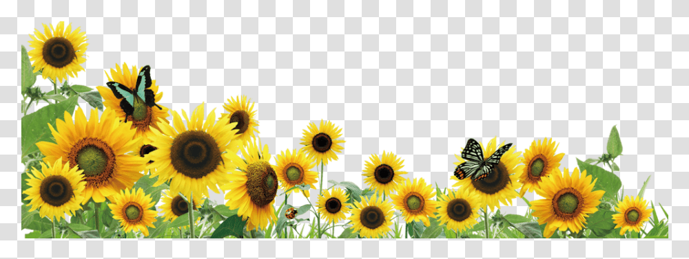 Sunflower Lanyard Program For Hidden Disability Awareness Background Sunflowers, Plant, Blossom, Rug Transparent Png