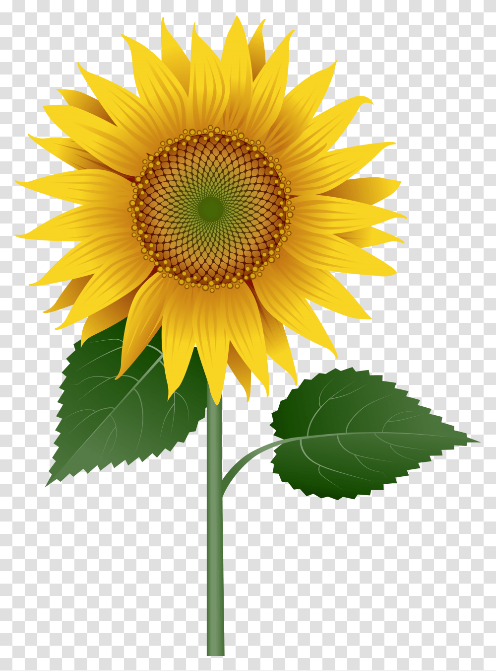 Sunflower Large Image Sunflower With Stem, Plant, Blossom, Daisy, Daisies Transparent Png