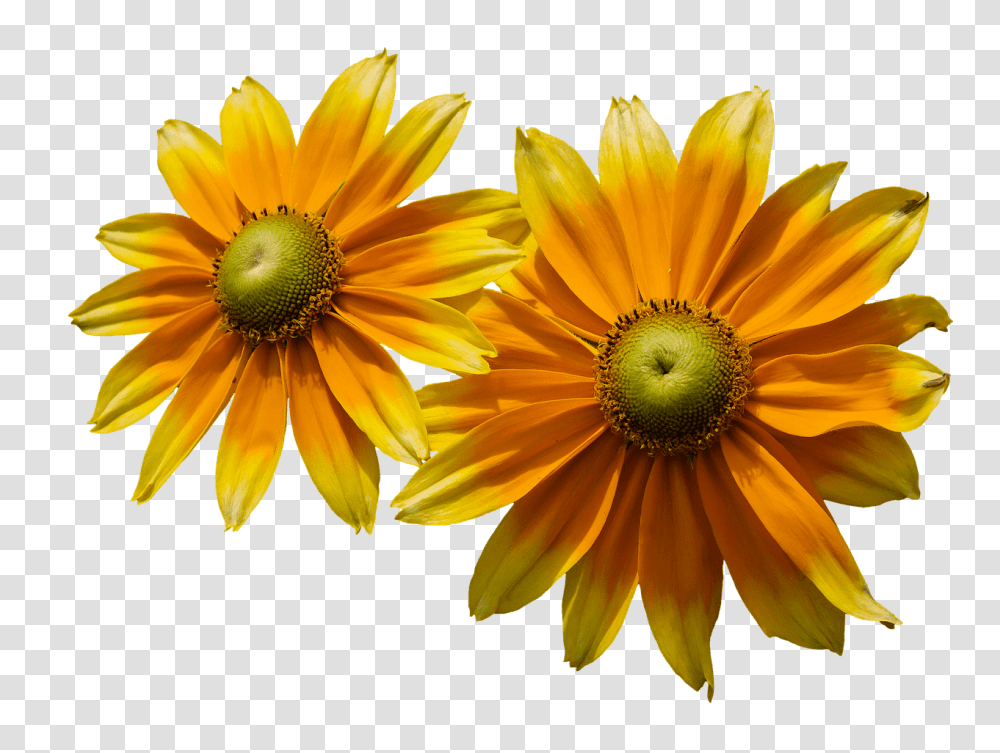 Sunflower Left Stickpng Flower, Plant, Blossom, Daisy, Daisies Transparent Png