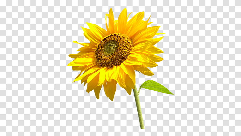 Sunflower Left Sun Flower, Plant, Blossom Transparent Png