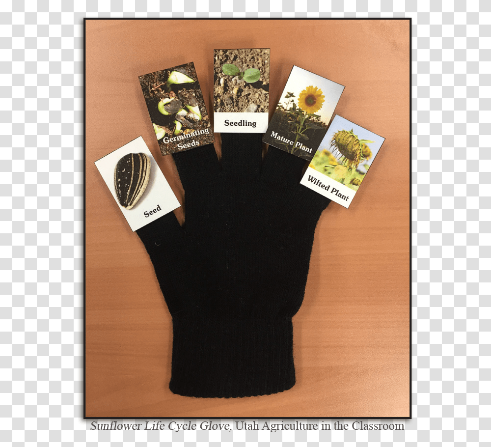 Sunflower Lifecycle, Apparel, Shoe, Footwear Transparent Png
