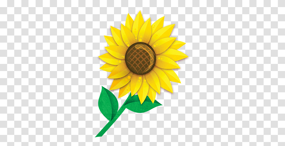 Sunflower Little Garden Sunflowers, Plant, Blossom, Treasure Flower, Dahlia Transparent Png