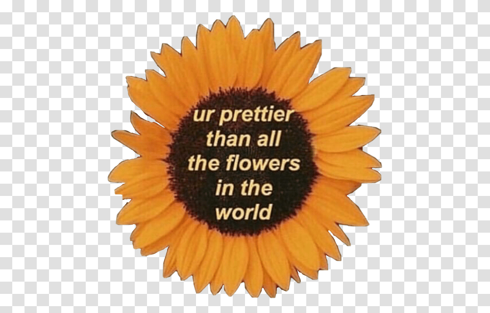 Sunflower Motivation Quotes Love Life Pretty Prettier Than Flowers Quote, Plant, Blossom, Daisy, Daisies Transparent Png