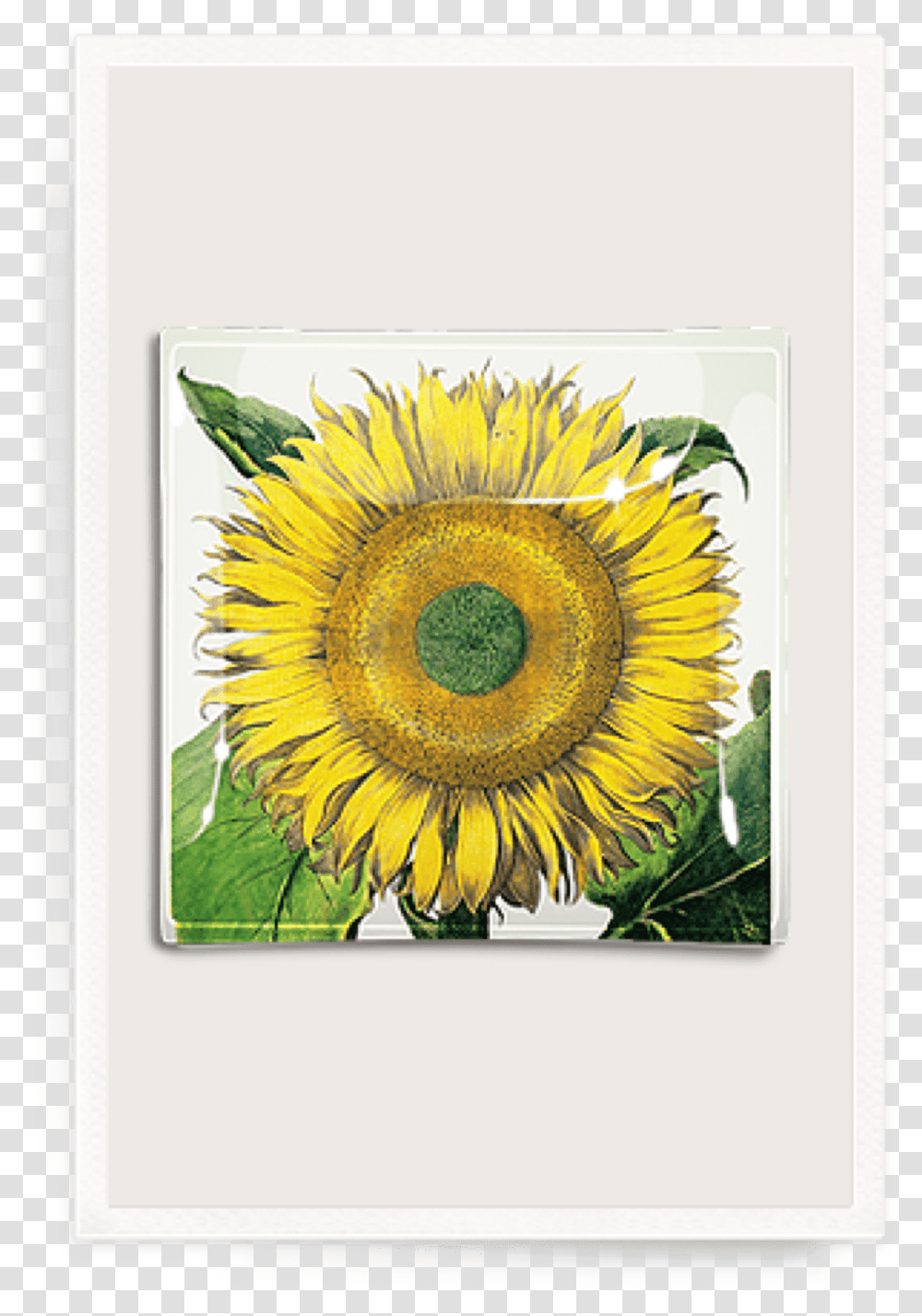 Sunflower No Botanical Illustration Flos Solis Maior, Modern Art, Poster Transparent Png