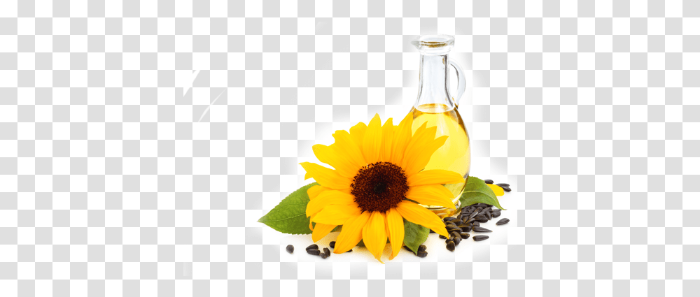 Sunflower Oil Free Play High Resolution Sunflower Background Free, Plant, Jug, Jar, Petal Transparent Png