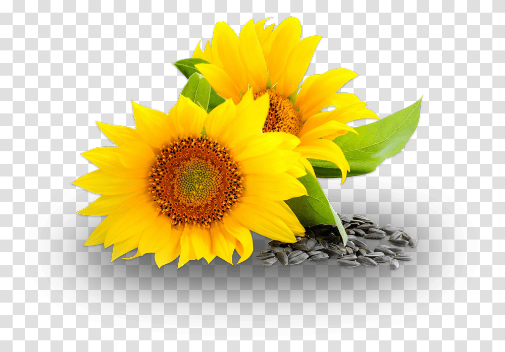 Sunflower Oil, Plant, Blossom, Daisy, Daisies Transparent Png