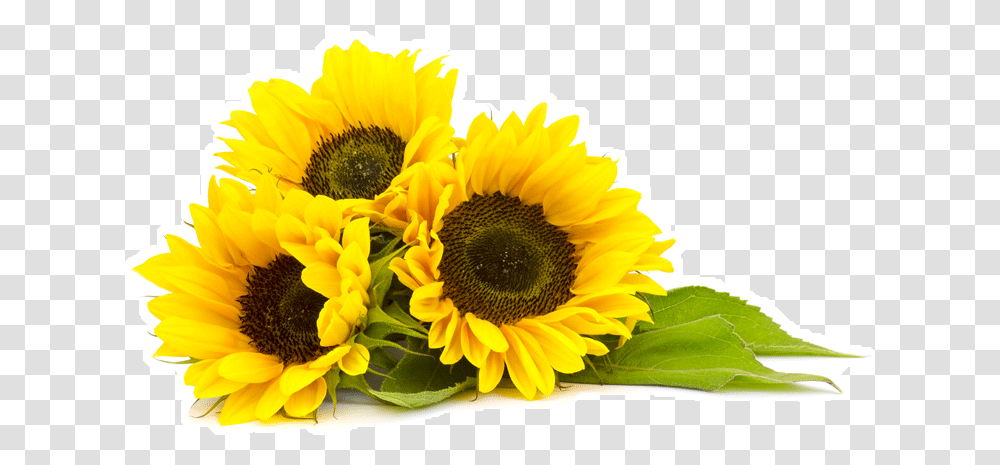 Sunflower Oil, Plant, Blossom, Flower Arrangement, Daisy Transparent Png