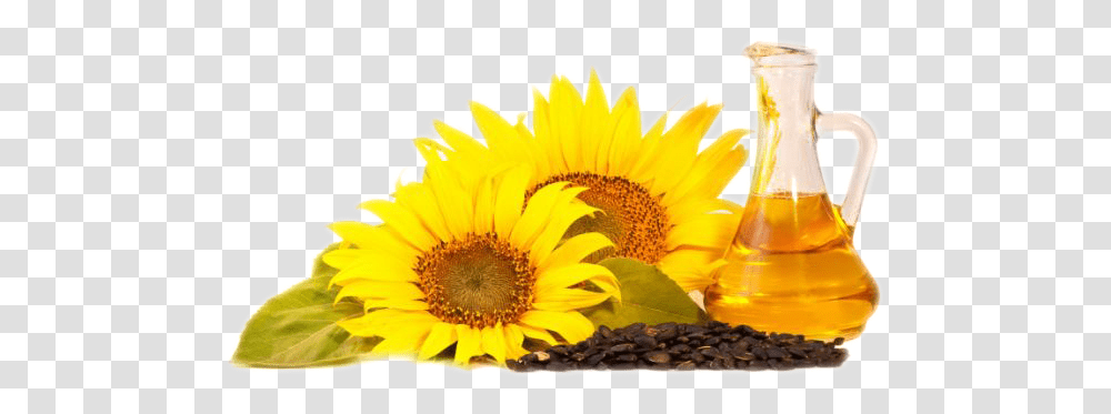 Sunflower Oil Sunflower Oil Background Hd, Plant, Blossom, Daisy, Daisies Transparent Png