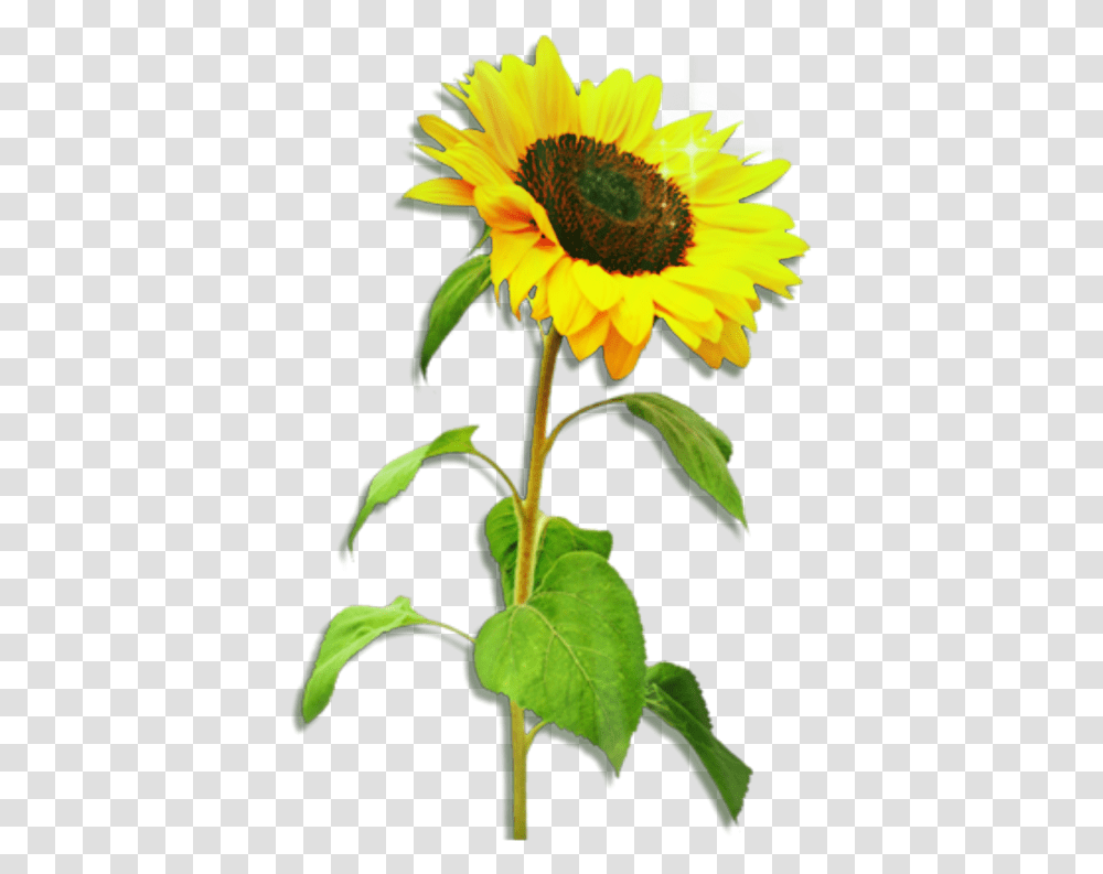 Sunflower One Sunflower, Plant, Blossom, Daisy, Daisies Transparent Png