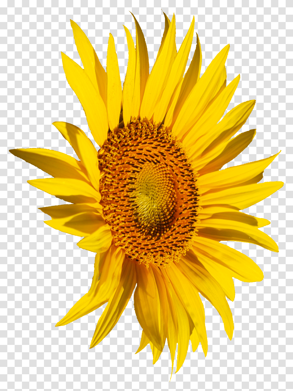 Sunflower Onlygfxcom Portable Network Graphics, Plant, Blossom, Daisy, Daisies Transparent Png