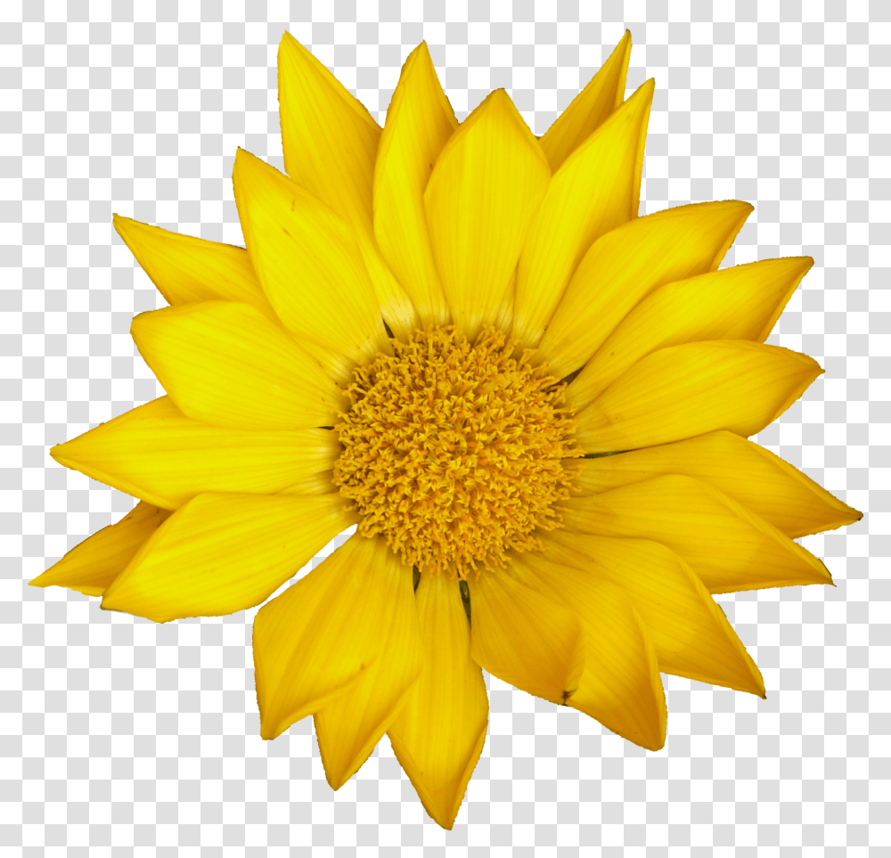 Sunflower Onlygfxcom Sun Flower, Plant, Blossom, Treasure Flower, Daisy Transparent Png