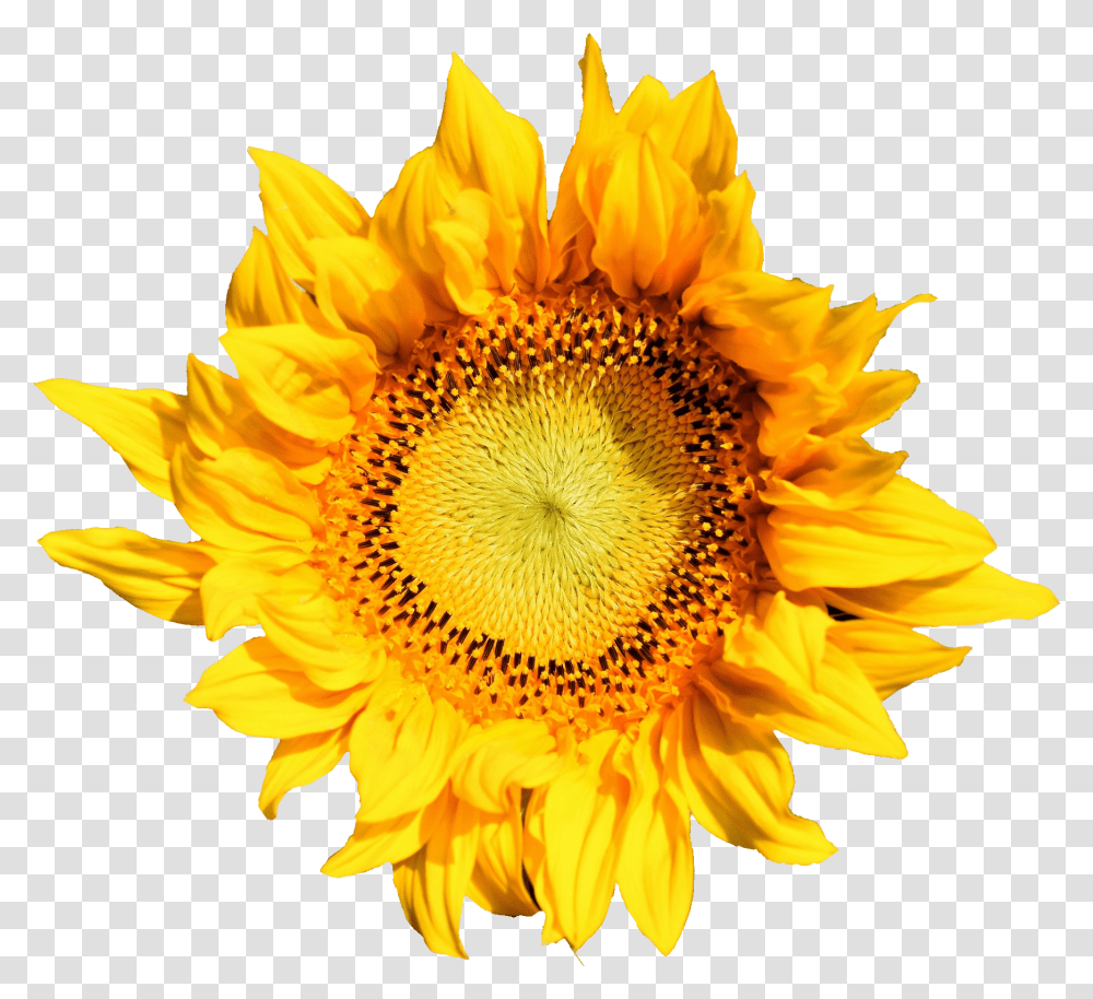 Sunflower Onlygfxcom Sunflower, Plant, Blossom, Daisy, Daisies Transparent Png