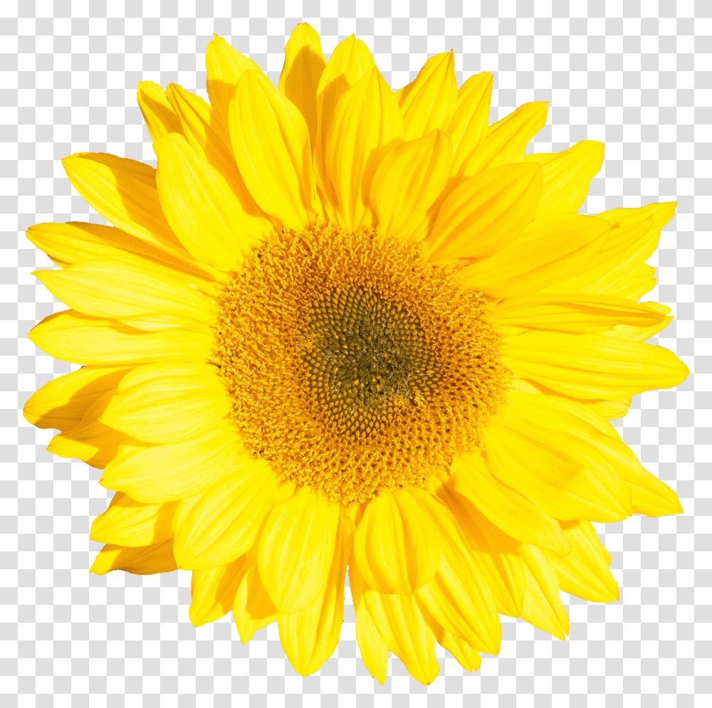 Sunflower Onlygfxcom Yellow Daisy, Plant, Blossom, Daisies Transparent Png