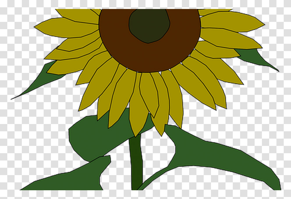 Sunflower Outline Pictures Of Flowers, Plant, Blossom, Daisy, Daisies Transparent Png