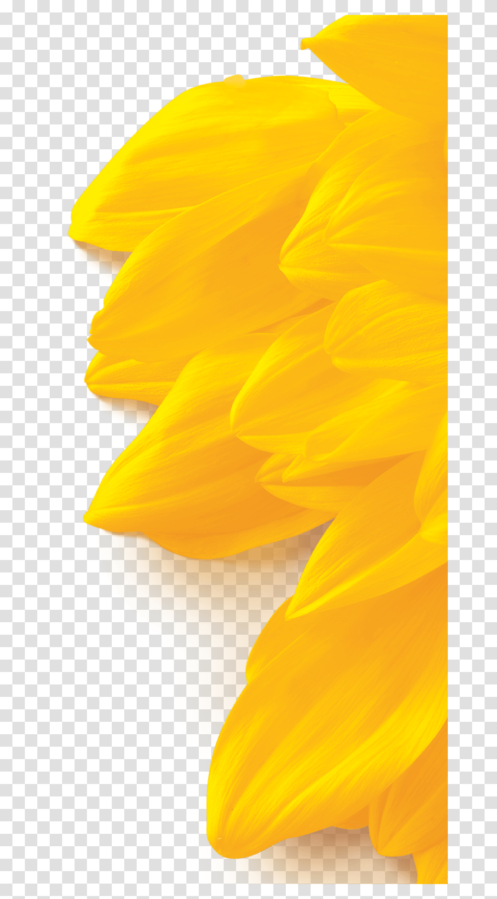 Sunflower, Petal, Plant, Blossom, Dahlia Transparent Png