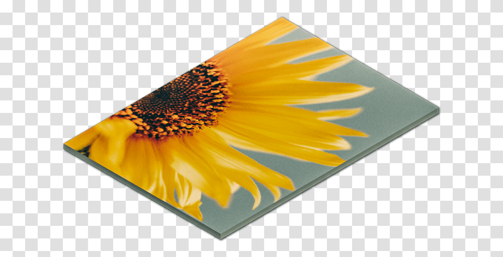 Sunflower, Petal, Plant, Blossom, Mat Transparent Png