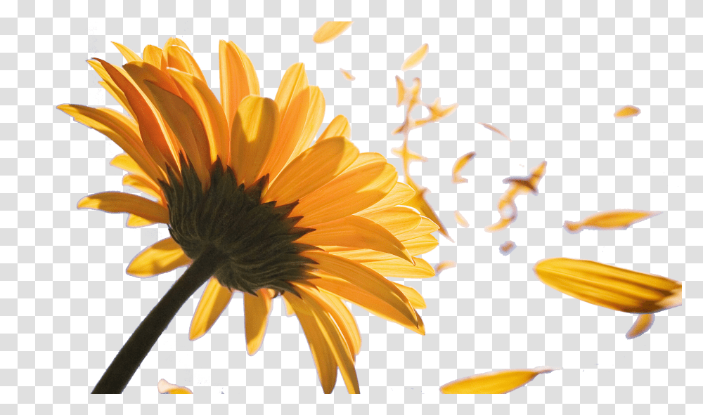 Sunflower Petals Black And White Library Sunflower Black And White, Plant, Blossom, Treasure Flower, Daisy Transparent Png