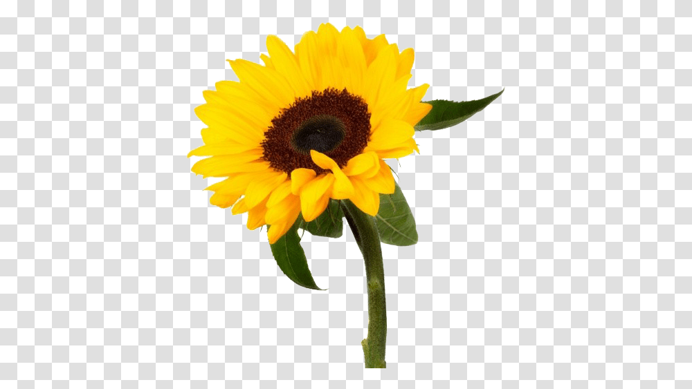 Sunflower Photo In I Am 2020 Inspirational Planner, Plant, Blossom, Daisy, Daisies Transparent Png