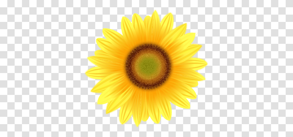 Sunflower Pictures, Plant, Blossom, Daisy, Daisies Transparent Png