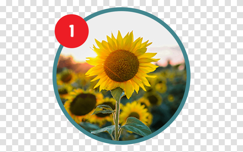 Sunflower, Plant, Blossom, Advertisement Transparent Png