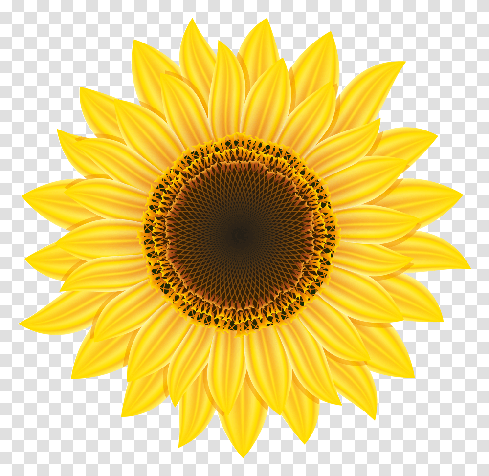 Sunflower, Plant, Blossom, Chandelier, Lamp Transparent Png