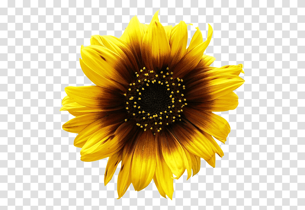 Sunflower, Plant, Blossom, Dahlia, Treasure Flower Transparent Png