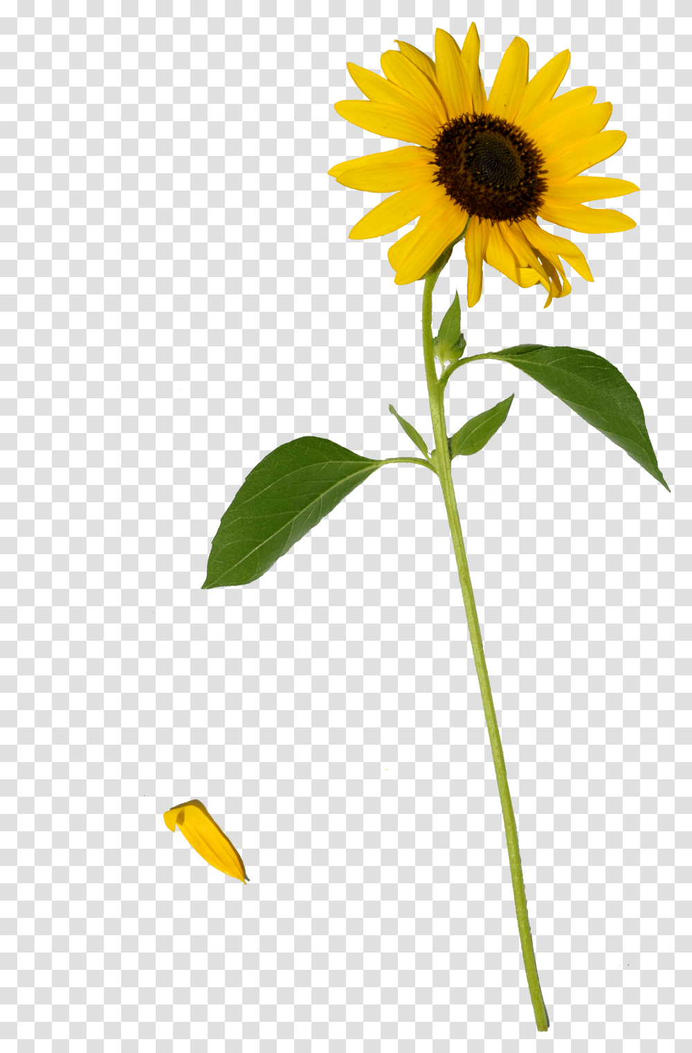 Sunflower, Plant, Blossom, Daisy, Daisies Transparent Png